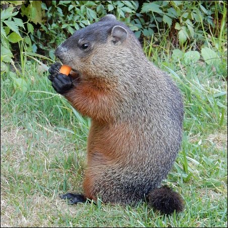 On Groundhog Day, ground hogs are typically used to prognosticate or foretell the weather.