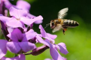 Honey bee flying even though it is 'scientifically impossible'.